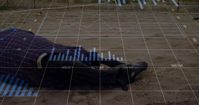 After resting dark horse shifting weight and rolling sand to stretch while charts floating