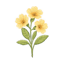 Yellow Primrose Flower Vector Illustration.
