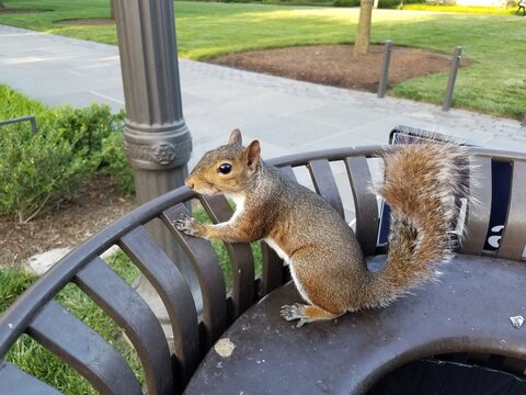 Squirrel Curiously Sitting on a Trash Can Near a Campus Sidewalk