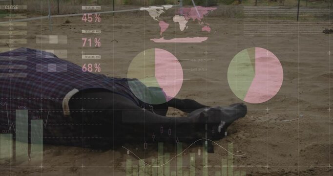 Upon weight shift horse rolling and kicking with digital overlays tracking movement before standing