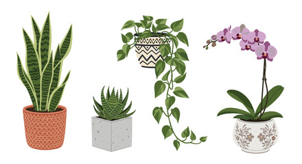 A collection of popular houseplants, including a snake plant, haworthia, pothos, and orchid in decorative pots.