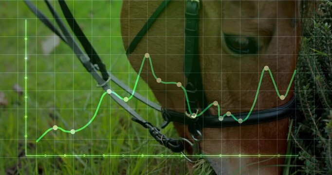 Graph overlay appearing initiating bridled horse grazing grass while chart tracking head movements