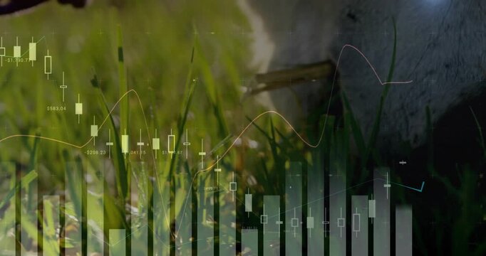 Veterinarian entering with gloved hoof trimmer while sheep grazing and chart animating farm growth