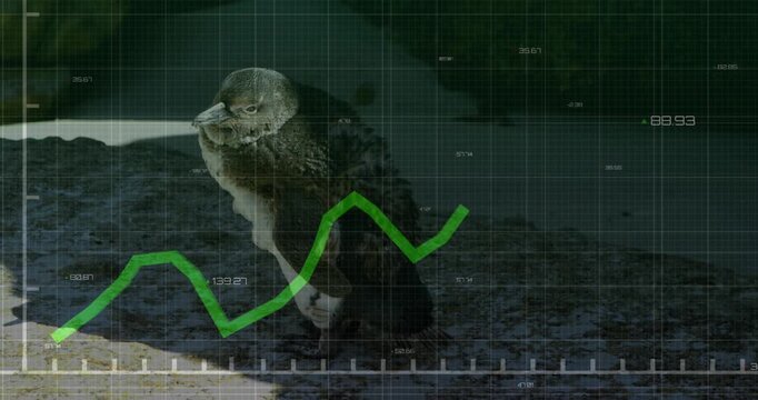 Green line tracing axis while overlay showing data values beside juvenile penguin shifting posture