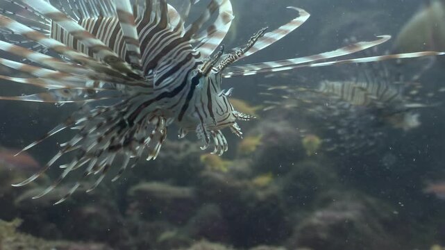 Observe a striped lionfish swimming near a coral reef. Its delicate fins move slowly as it navigates through the clear water in the Philippines.