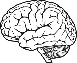 Detailed outline illustration of the human brain