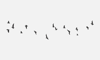 birds in flight	