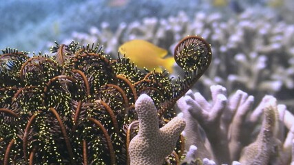 Underwater marvels in the Philippines. A sea lily sways gently near vibrant coral. A small, yellow fish darts around the reef seeking shelter and food. - Powered by Adobe