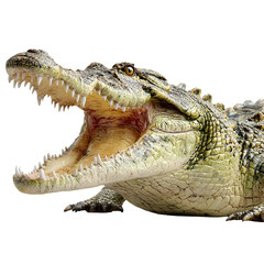 Obraz premium Close up of a dangerous saltwater crocodile with its mouth wide open showing sharp teeth isolated on transparent background