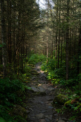 Rocky Path Winding Through Lush Northern Forest
