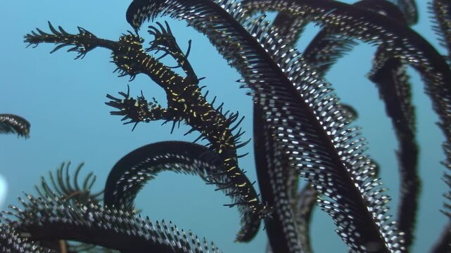 Observe a graceful Sea Lily, a Crinoid, swaying gently in the current. This ancient Echinoderm is captured in its natural habitat in the underwater world of the Philippines.