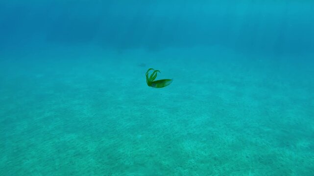 Baby Tiger calamari swims in turquoise water under bright sunrays, Slow motion of Bigfin reef squid or Oval squid, Sepioteuthis lessoniana in sunny day
