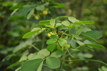 Close-up of fresh green leaves with natural background in daylight