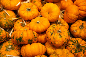 Small orange pumpkins with green spots close up