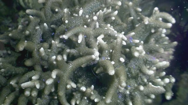 Observe the graceful movements of Stenopus Hispidus, also known as the Banded Coral Shrimp or Doctor Shrimp, as it lives in its natural habitat among the colorful corals of the Philippines.