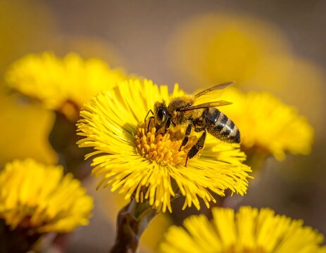 Close-up of a bee collecting pollen on a vibrant, yellow flower in sunlight