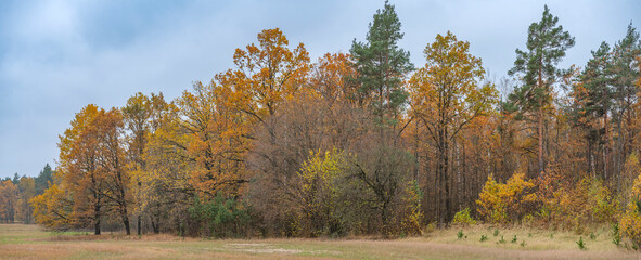 Autumn forest. Late autumn.