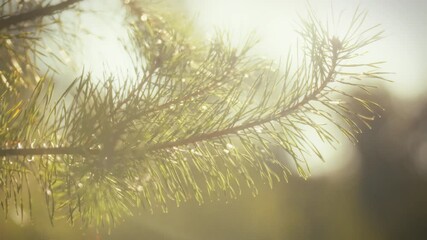 Bright sunlight filters through a silt forest, highlighting fresh pine needles covered in dew. The tranquil atmosphere invites a sense of peace and connection with nature