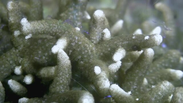 Observe a Stenopus hispidus, also known as the Banded Coral Shrimp or doctor shrimp, meticulously cleaning coral in its natural habitat in the beautiful underwater world of the Philippines.