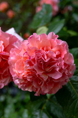 Close-up of pink peony flower blooming in garden with soft green background