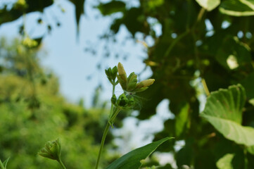 Close-up of fresh green leaves with natural background in daylight