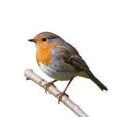 robin bird isolated on transparent background