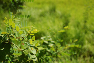 Close-up of fresh green leaves with natural background in daylight