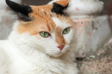 Portrait of a cat with green eyes, close-up.