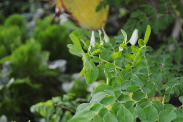 Close-up of fresh green leaves with natural background in daylight