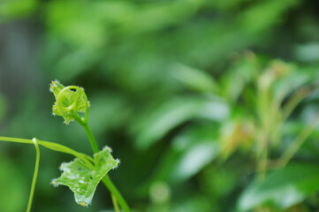 Close-up of fresh green leaves with natural background in daylight