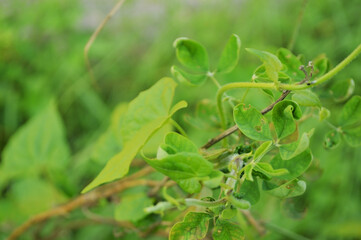 Close-up of fresh green leaves with natural background in daylight