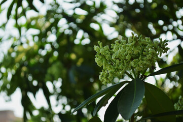 Close-up of fresh green leaves with natural background in daylight
