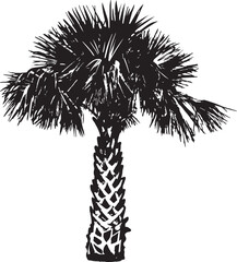 Sabal palm Hand drawn vector illustration. Black and white graphics on a white background