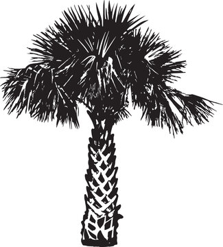 Sabal palm Hand drawn vector illustration. Black and white graphics on a white background