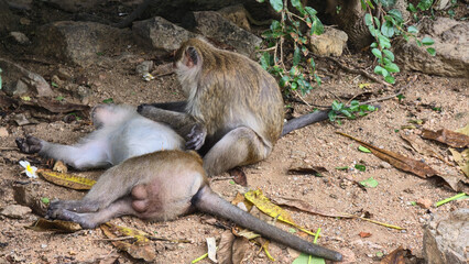 A mother monkey nurses her baby in their natural habitat, capturing a beautiful moment Hua Hin Thailand