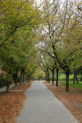 Fototapeta premium A path between autumn trees that form a corridor of colorful leaves on a ground full of dry leaves in a park in the city of Madrid.
