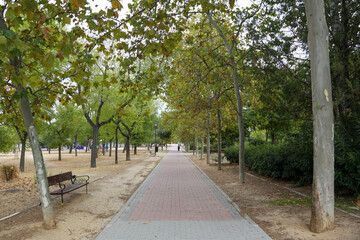 A path between autumn trees that form a corridor of colorful leaves on a ground full of dry leaves in a park in the city of Madrid.