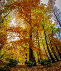 Jesienne drzewo w parku