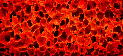 Schwammporen © blende11.photo