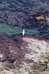 White Egret Standing on Coastal Rocks by the Sea