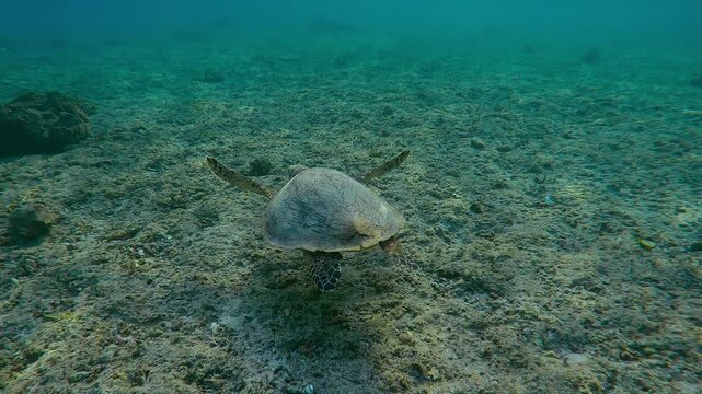 Back view of Sea turtle swims in shallow water over top of coral slab in the morning sun rays, Follow shot, Slow motion of Hawksbill Sea Turtle or Bissa, Eretmochelys imbricata