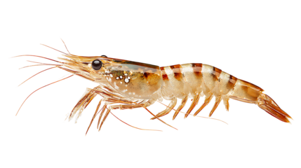 shrimp isolated on a white background