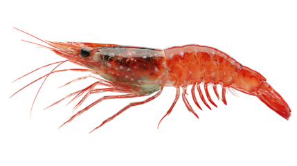 shrimp isolated on a white background