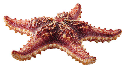 starfish isolated on a white background