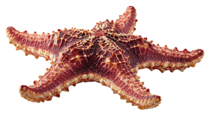 starfish isolated on a white background