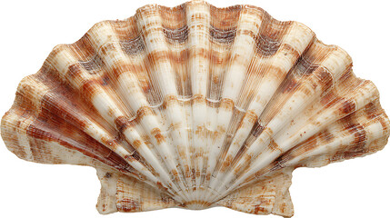 scallop shell isolated on a white background