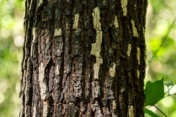Detalhe de tronco rugoso de uma árvore, nítido em primeiro plano com fundo desfocado.