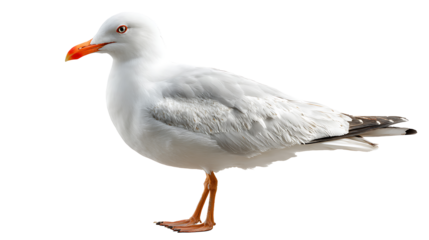 seagull isolated on a white background