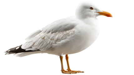 seagull isolated on a white background