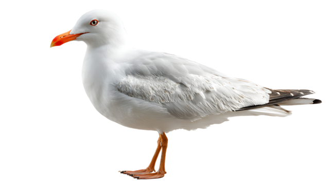 seagull isolated on a white background